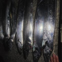 タチウオの〇〇