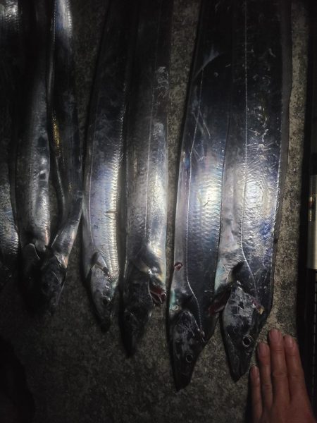 タチウオの〇〇