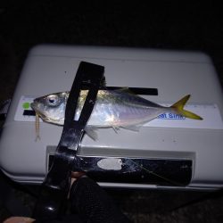 先週に引き続き