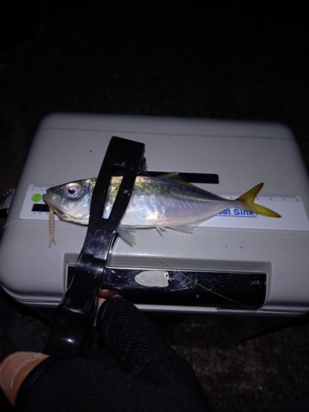 先週に引き続き