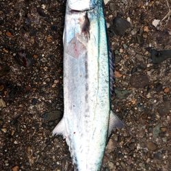 まだサゴシ釣れます
