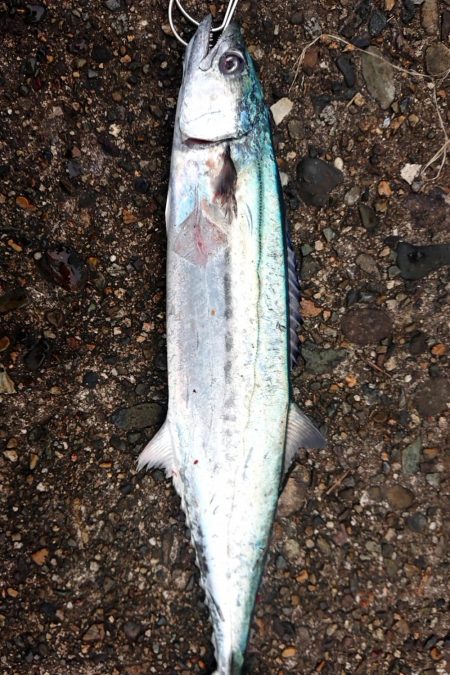 まだサゴシ釣れます