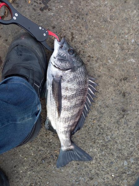 今年初の黒鯛