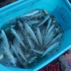 新年釣り始め！！