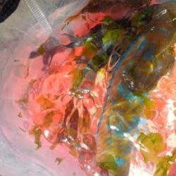 ロッド3本でバタバタ釣りでしたが観賞魚の釣果は満足です!!夕飯はアイゴに決定です^^