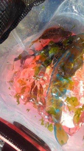 ロッド3本でバタバタ釣りでしたが観賞魚の釣果は満足です!!夕飯はアイゴに決定です^^