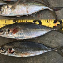 尺アジング爆裂！！！