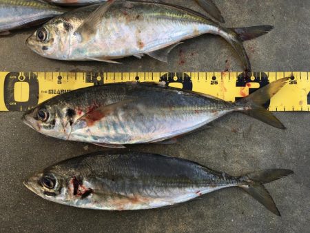 尺アジング爆裂！！！