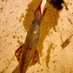 ヤリイカ開幕⁉️