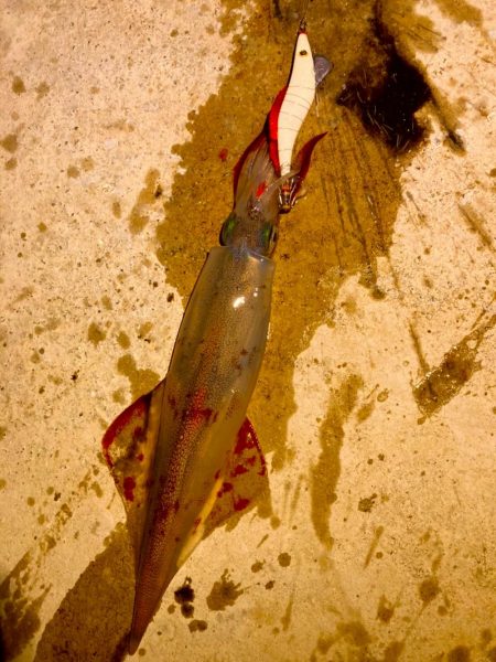 ヤリイカ開幕⁉️