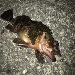 夕マズメのガシラゲーム