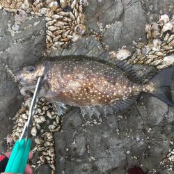 たかたか釣り日記