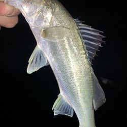 チーバスだった