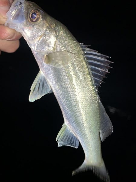 チーバスだった