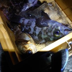 2022年淡路島にて初釣り