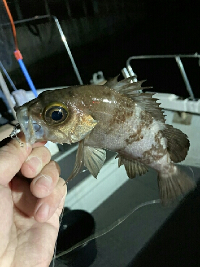 今日は釣り日和