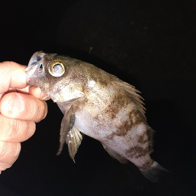 メバル調査いってきました～