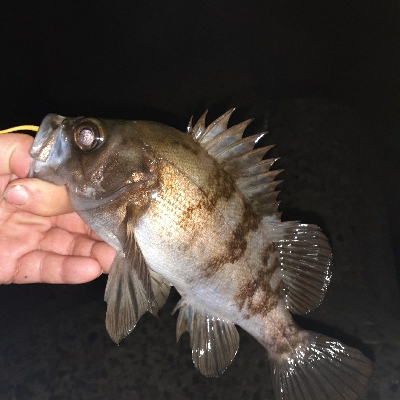 メバル今日はサイズがいい!