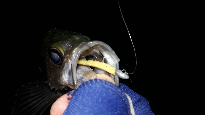 初釣りは淡路島