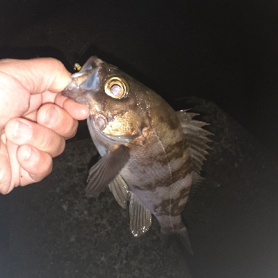 メバル本日は渋め