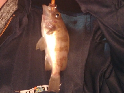 泉北ライトソルトランガン