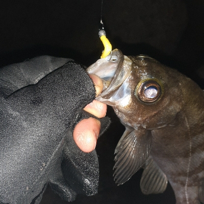 風が弱いのでメバリング~
