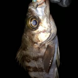 数年ぶりのポイントで~