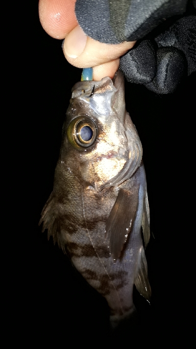 数年ぶりのポイントで~