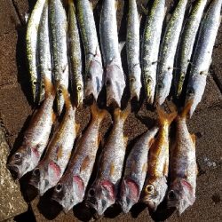 アジ狙いは不発も……