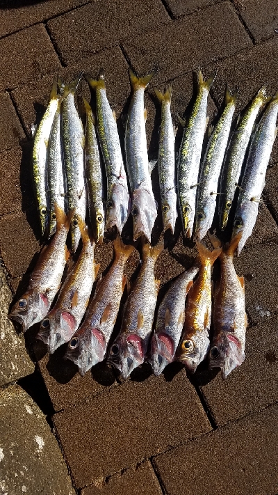 アジ狙いは不発も……