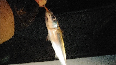 近所で回るライトゲームポイント調査