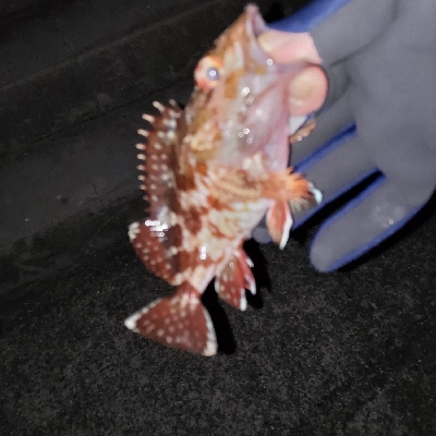 最近は渋いなぁ