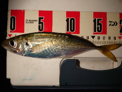 今年初アジング