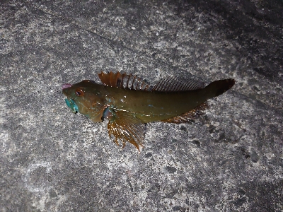 昨日の青イソメが余っていたので…