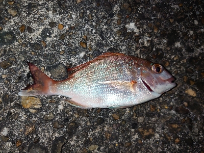 とりあえず投げてみたいと…