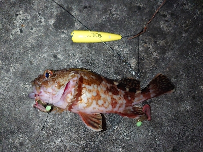 ウキ釣りとちょい投げ釣り、たまにメバリング