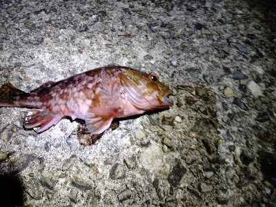 初釣り! ガシラばかり