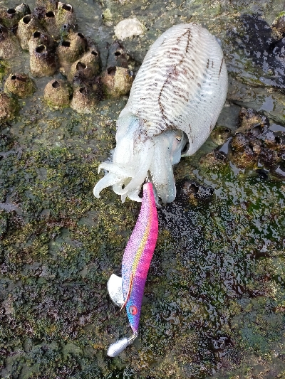 コウイカエギング