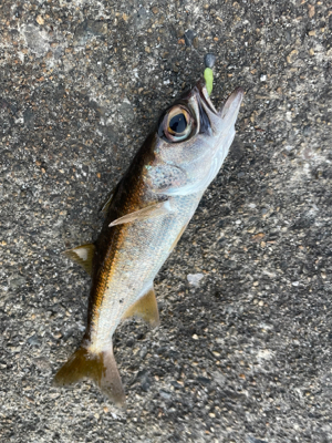 大晦日夕マヅメからのアジング
