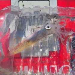 アジング練習356 ライトエギング昼間