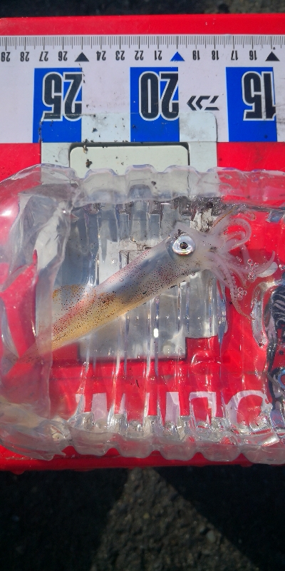 アジング練習356 ライトエギング昼間