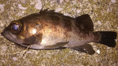 2022釣り始めアジング