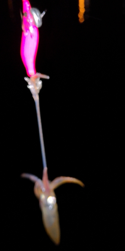 アジング練習357 ライトエギング