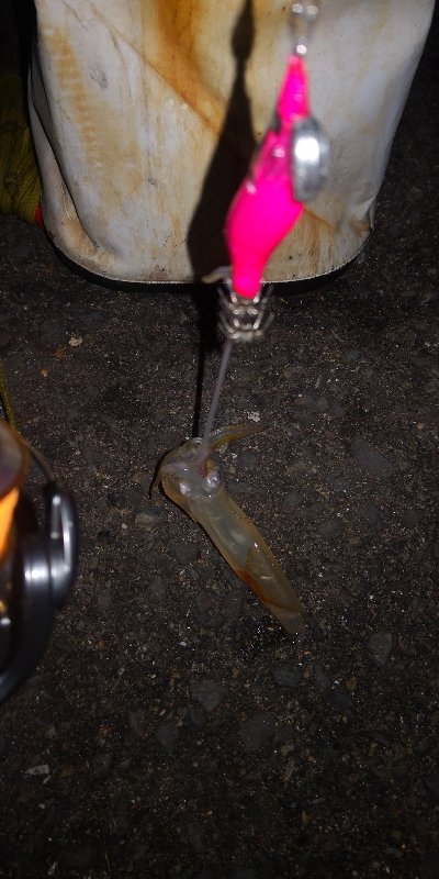 アジング練習358 ライトエギング復活か？