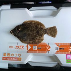 カレイ釣り