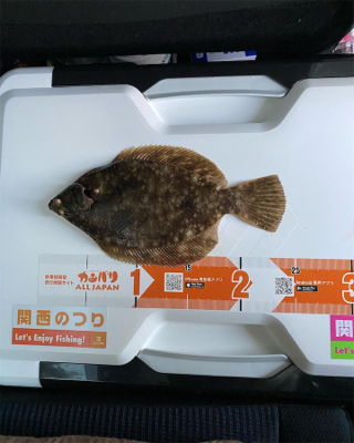 カレイ釣り