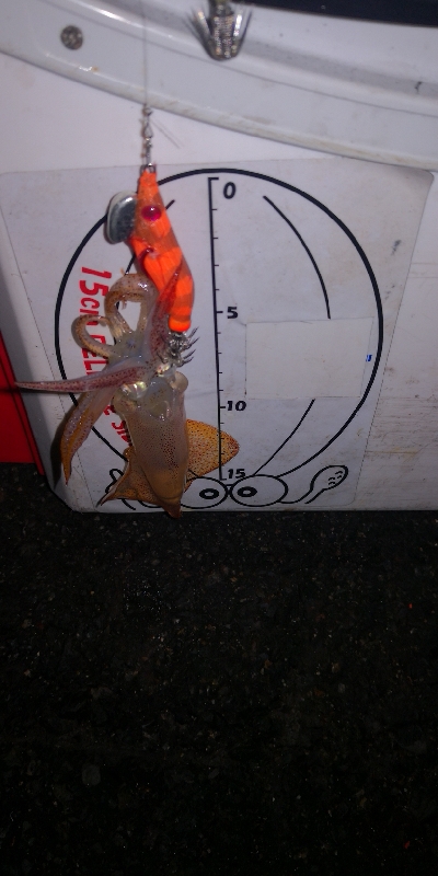 アジング練習　ライトエギング撃沈