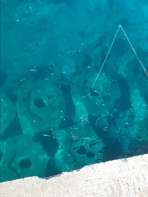 ライトショアジキ