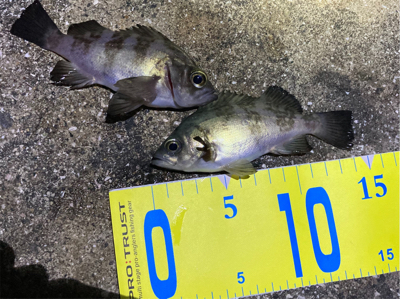 メバリング新春3回目