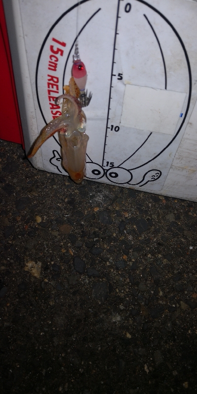 アジング練習360 ライトエギング